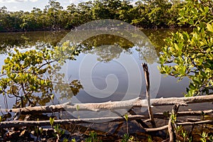 Relaxing view of the Mangrove preserves photo