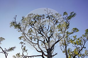 twisted pine tree branches in Florida