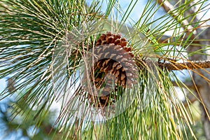 South Florida slash pine Pinus elliottii densa cones closeup - Pine Island Ridge Natural Area, Davie, Florida, USA photo