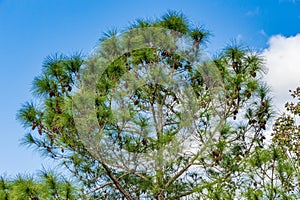 South Florida slash pine Pinus elliottii densa covered in pine cones - Tree Tops Park, Davie, Florida, USA photo