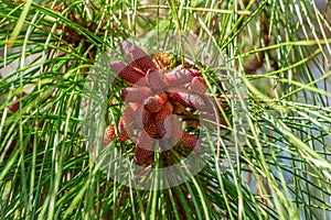 South Florida slash pine Pinus elliottii densa male pollen cones closeup - Pine Island Ridge Natural Area, Davie, Florida, USA photo