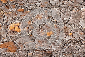 South Florida slash pine Pinus elliottii densa tree trunk bark texture - Pine Island Ridge Natural Area, Davie, Florida, USA photo