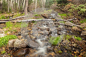 South Fork Baker Creek Trail at Great Basin National Park, NV