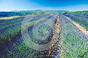 South-France: Nice smelling agricultural palnts: A Lavender-Planatation