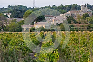 South France vineyards photo