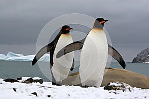 South Georgia (Antarctic) photo