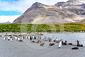 South Georgia, Antarctic Wildlife and Beautiful Landscape: Fur Seals, Antarctic Giant Elephant Seals and King Penguins Together