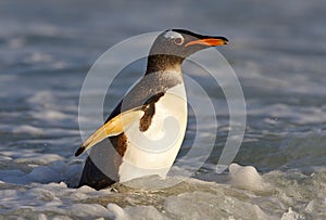 South Georgia in Atlantic Ocean. Gentoo penguin jumps out of the blue water after swimming through the ocean in Falkland Island,