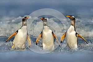 South Georgia in Atlantic Ocean. Gentoo penguin jumps out of the blue water after swimming through the ocean in Falkland Island,