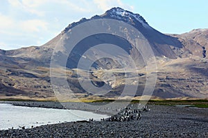 South Georgia Islands, King Penguinâ€™s breeding colony in Fortuna Bay