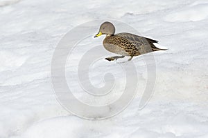 South Georgia Pintail, South Georgia, Antarctica