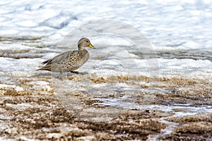 South Georgia Pintail, South Georgia, Antarctica