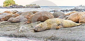 South Georgia - - Southern Elephant Seal (Mirounga leonin) lies relaxed on the shore in the sand