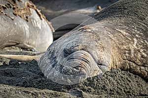 South Georgia - Where King Penguins and Elephant Seals Say Goodnight to Each Other