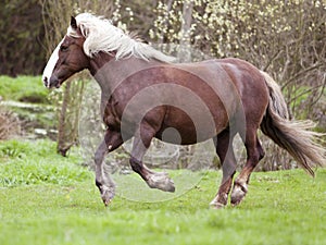 South german draft horse gallop free in meadow