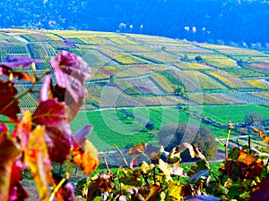 South German landscape with vineyard and fields and  Wine leaves in the foreground