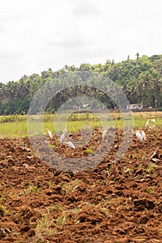 SOUTH GOA, INDIA - May 20, 2020: Agricultural Landscape view in Goa/India with tractor in foreground