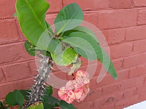 South Indian cactus flower