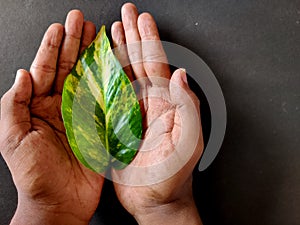 South Indian man holding one money plant leaf in his hands.