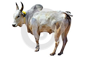 South Indian village bull