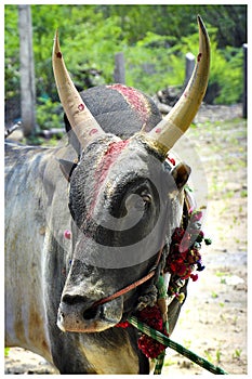 South Indian village bull