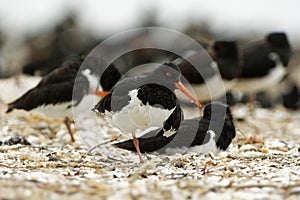 South Island Oystercatcher - Haematopus finschi - torea in maori, one of the two common oystercatchers found in New Zealand, black photo