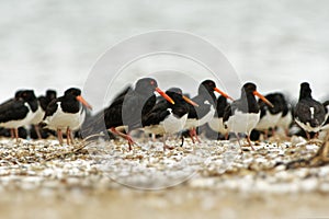 South Island Oystercatcher - Haematopus finschi - torea in maori, one of the two common oystercatchers found in New Zealand, black