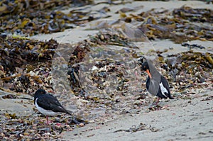 South Island oystercatchers.