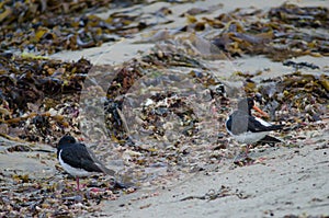 South Island oystercatchers.