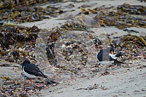 South Island oystercatchers.