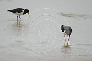 South Island oystercatchers.