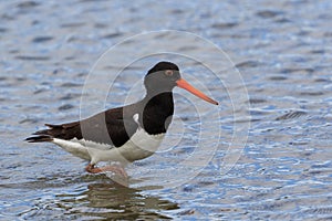 South Island Pied Oystercatcher