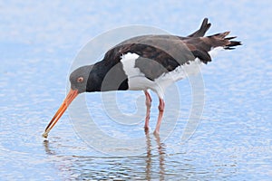 South Island Pied Oystercatcher