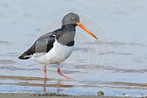 South Island Pied Oystercatcher