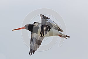 South Island Pied Oystercatcher