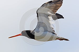 South Island Pied Oystercatcher