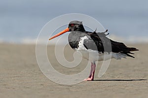 South Island Pied Oystercatcher