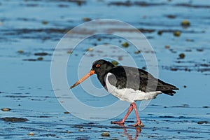 South Island Pied Oystercatcher