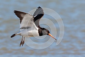 South Island Pied Oystercatcher