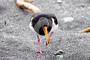 South Island Pied Oystercatcher