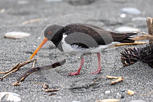 South Island Pied Oystercatcher