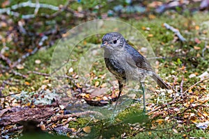 South Island Robin