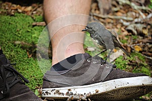 South Island Robin on a shoe  New Zealand
