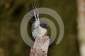 South Island tomtit flapping.