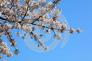 South Korea cherry blossoms