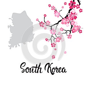 South Korea Map With Beautiful Blossom Of Sakura Branch Isolated On White Background