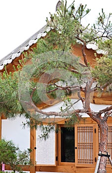 South Korean wooden home with tree