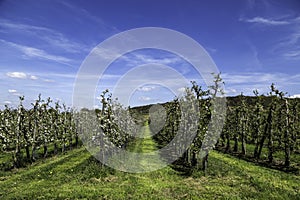 South Limburg is fantastic in spring because of the palette of flowering crops and trees that color the landscape.