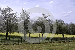 South Limburg is fantastic in spring because of the palette of flowering crops and trees that color the landscape.