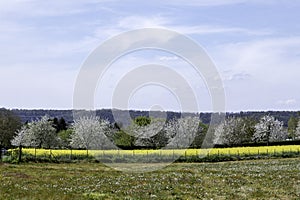 South Limburg is fantastic in spring because of the palette of flowering crops and trees that color the landscape. photo